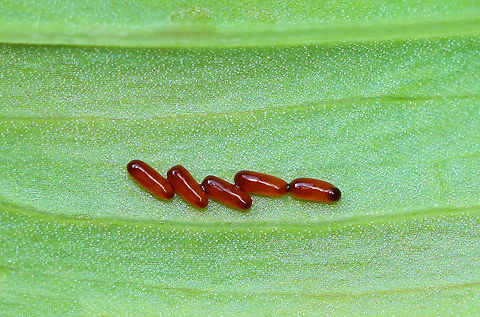 Lily Leaf Beetle Eggs - Lilioceris lilii I found a bunch of these beetles, eggs, and their frass-covered larvae devouring plants along the edge of a bog.

Habitat: Wetland
https://www.jungledragon.com/image/95256/lily_leaf_beetle_-_lilioceris_lilii.html
https://www.jungledragon.com/image/105510/lily_leaf_beetles_mating_-_lilioceris_lilii.html
https://www.jungledragon.com/image/105520/lily_leaf_beetle_larva_-_lilioceris_lilii.html
https://www.jungledragon.com/image/105515/lily_leaf_beetle_larva_with_fecal_shield_removed_-_lilioceris_lilii.html
https://www.jungledragon.com/image/105513/lily_leaf_beetle_larvae_-_lilioceris_lilii.html
https://www.jungledragon.com/image/105512/lily_leaf_beetle_larva_-_lilioceris_lilii.html Eggs,Geotagged,Lilioceris,Lilioceris lilii,Lily leaf beetle,Spring,United States,beetle,beetle eggs