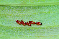 Lily Leaf Beetle Eggs - Lilioceris lilii I found a bunch of these beetles, eggs, and their frass-covered larvae devouring plants along the edge of a bog.<br />
<br />
Habitat: Wetland<br />
https://www.jungledragon.com/image/95256/lily_leaf_beetle_-_lilioceris_lilii.html<br />
https://www.jungledragon.com/image/105510/lily_leaf_beetles_mating_-_lilioceris_lilii.html<br />
https://www.jungledragon.com/image/105520/lily_leaf_beetle_larva_-_lilioceris_lilii.html<br />
https://www.jungledragon.com/image/105515/lily_leaf_beetle_larva_with_fecal_shield_removed_-_lilioceris_lilii.html<br />
https://www.jungledragon.com/image/105513/lily_leaf_beetle_larvae_-_lilioceris_lilii.html<br />
https://www.jungledragon.com/image/105512/lily_leaf_beetle_larva_-_lilioceris_lilii.html Eggs,Geotagged,Lilioceris,Lilioceris lilii,Lily leaf beetle,Spring,United States,beetle,beetle eggs