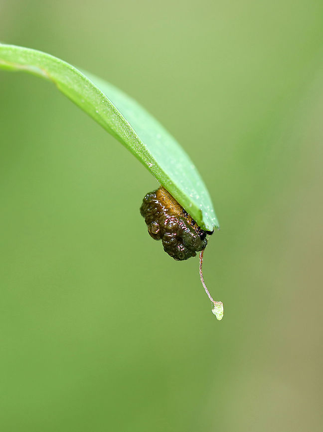 Lily Leaf Beetle Larva - Lilioceris lilii You can see in this photo that the larva had started eating the tip of the leaf and was working its way inward.<br />
<br />
I found a bunch of these beetles, eggs, and their frass-covered larvae devouring plants along the edge of a bog.<br />
<br />
Habitat: Wetland<br />
<figure class="photo"><a href="https://www.jungledragon.com/image/95256/lily_leaf_beetle_-_lilioceris_lilii.html" title="Lily Leaf Beetle - Lilioceris lilii"><img src="https://s3.amazonaws.com/media.jungledragon.com/images/3232/95256_thumb.jpg?AWSAccessKeyId=05GMT0V3GWVNE7GGM1R2&Expires=1770854410&Signature=DnySCA6INI%2BxHoljP9zS6yd4JLo%3D" width="200" height="146" alt="Lily Leaf Beetle - Lilioceris lilii I found a bunch of these beetles, eggs, and their frass-covered larvae devouring plants along the edge of a bog.<br />
<br />
Habitat: Wetland<br />
https://www.jungledragon.com/image/105510/lily_leaf_beetles_mating_-_lilioceris_lilii.html<br />
https://www.jungledragon.com/image/105511/lily_leaf_beetle_eggs_-_lilioceris_lilii.html<br />
https://www.jungledragon.com/image/105520/lily_leaf_beetle_larva_-_lilioceris_lilii.html<br />
https://www.jungledragon.com/image/105515/lily_leaf_beetle_larva_with_fecal_shield_removed_-_lilioceris_lilii.html<br />
https://www.jungledragon.com/image/105513/lily_leaf_beetle_larvae_-_lilioceris_lilii.html<br />
https://www.jungledragon.com/image/105512/lily_leaf_beetle_larva_-_lilioceris_lilii.html Coleoptera,Geotagged,Lilioceris lilii,Lily leaf beetle,Spring,United States,beetle,leaf beetle" /></a></figure><br />
<figure class="photo"><a href="https://www.jungledragon.com/image/105510/lily_leaf_beetles_mating_-_lilioceris_lilii.html" title="Lily Leaf Beetles (Mating) - Lilioceris lilii"><img src="https://s3.amazonaws.com/media.jungledragon.com/images/3232/105510_thumb.jpg?AWSAccessKeyId=05GMT0V3GWVNE7GGM1R2&Expires=1770854410&Signature=kA3XTp%2BU1sqydsBom22Yl5Y6Eco%3D" width="200" height="150" alt="Lily Leaf Beetles (Mating) - Lilioceris lilii I found a bunch of these beetles, eggs, and their frass-covered larvae devouring plants along the edge of a bog.<br />
<br />
Habitat: Wetland<br />
https://www.jungledragon.com/image/95256/lily_leaf_beetle_-_lilioceris_lilii.html<br />
https://www.jungledragon.com/image/105511/lily_leaf_beetle_eggs_-_lilioceris_lilii.html<br />
https://www.jungledragon.com/image/105520/lily_leaf_beetle_larva_-_lilioceris_lilii.html<br />
https://www.jungledragon.com/image/105515/lily_leaf_beetle_larva_with_fecal_shield_removed_-_lilioceris_lilii.html<br />
https://www.jungledragon.com/image/105513/lily_leaf_beetle_larvae_-_lilioceris_lilii.html<br />
https://www.jungledragon.com/image/105512/lily_leaf_beetle_larva_-_lilioceris_lilii.html Geotagged,Lilioceris,Lilioceris lilii,Lily leaf beetle,Spring,United States,beetle,beetles,red,red beetles" /></a></figure><br />
<figure class="photo"><a href="https://www.jungledragon.com/image/105511/lily_leaf_beetle_eggs_-_lilioceris_lilii.html" title="Lily Leaf Beetle Eggs - Lilioceris lilii"><img src="https://s3.amazonaws.com/media.jungledragon.com/images/3232/105511_thumb.jpg?AWSAccessKeyId=05GMT0V3GWVNE7GGM1R2&Expires=1770854410&Signature=9kPus0rXl%2B5au%2Ft8SMHF0GueFPI%3D" width="200" height="134" alt="Lily Leaf Beetle Eggs - Lilioceris lilii I found a bunch of these beetles, eggs, and their frass-covered larvae devouring plants along the edge of a bog.<br />
<br />
Habitat: Wetland<br />
https://www.jungledragon.com/image/95256/lily_leaf_beetle_-_lilioceris_lilii.html<br />
https://www.jungledragon.com/image/105510/lily_leaf_beetles_mating_-_lilioceris_lilii.html<br />
https://www.jungledragon.com/image/105520/lily_leaf_beetle_larva_-_lilioceris_lilii.html<br />
https://www.jungledragon.com/image/105515/lily_leaf_beetle_larva_with_fecal_shield_removed_-_lilioceris_lilii.html<br />
https://www.jungledragon.com/image/105513/lily_leaf_beetle_larvae_-_lilioceris_lilii.html<br />
https://www.jungledragon.com/image/105512/lily_leaf_beetle_larva_-_lilioceris_lilii.html Eggs,Geotagged,Lilioceris,Lilioceris lilii,Lily leaf beetle,Spring,United States,beetle,beetle eggs" /></a></figure><br />
<figure class="photo"><a href="https://www.jungledragon.com/image/105520/lily_leaf_beetle_larva_-_lilioceris_lilii.html" title="Lily Leaf Beetle Larva - Lilioceris lilii"><img src="https://s3.amazonaws.com/media.jungledragon.com/images/3232/105520_thumb.jpg?AWSAccessKeyId=05GMT0V3GWVNE7GGM1R2&Expires=1770854410&Signature=yLM5JzVDpeDpRkiZ0%2ByBATwfkYE%3D" width="200" height="154" alt="Lily Leaf Beetle Larva - Lilioceris lilii I found a bunch of these beetles, eggs, and their frass-covered larvae devouring plants along the edge of a bog.<br />
<br />
Habitat: Wetland<br />
https://www.jungledragon.com/image/95256/lily_leaf_beetle_-_lilioceris_lilii.html<br />
https://www.jungledragon.com/image/105510/lily_leaf_beetles_mating_-_lilioceris_lilii.html<br />
https://www.jungledragon.com/image/105511/lily_leaf_beetle_eggs_-_lilioceris_lilii.html<br />
https://www.jungledragon.com/image/105515/lily_leaf_beetle_larva_with_fecal_shield_removed_-_lilioceris_lilii.html<br />
https://www.jungledragon.com/image/105513/lily_leaf_beetle_larvae_-_lilioceris_lilii.html<br />
https://www.jungledragon.com/image/105512/lily_leaf_beetle_larva_-_lilioceris_lilii.html Geotagged,Lilioceris,Lilioceris lilii,Lily leaf beetle,Spring,United States,beetle larva,fecal shield,frass,larva" /></a></figure><br />
<figure class="photo"><a href="https://www.jungledragon.com/image/105515/lily_leaf_beetle_larva_with_fecal_shield_removed_-_lilioceris_lilii.html" title="Lily Leaf Beetle Larva (with fecal shield removed) - Lilioceris lilii"><img src="https://s3.amazonaws.com/media.jungledragon.com/images/3232/105515_thumb.jpg?AWSAccessKeyId=05GMT0V3GWVNE7GGM1R2&Expires=1770854410&Signature=liiOLtjmRWcvtOkIApNU5VVpMEo%3D" width="200" height="154" alt="Lily Leaf Beetle Larva (with fecal shield removed) - Lilioceris lilii I found a bunch of these beetles, eggs, and their frass-covered larvae devouring plants along the edge of a bog.<br />
<br />
Habitat: Wetland<br />
https://www.jungledragon.com/image/95256/lily_leaf_beetle_-_lilioceris_lilii.html<br />
https://www.jungledragon.com/image/105510/lily_leaf_beetles_mating_-_lilioceris_lilii.html<br />
https://www.jungledragon.com/image/105511/lily_leaf_beetle_eggs_-_lilioceris_lilii.html<br />
https://www.jungledragon.com/image/105520/lily_leaf_beetle_larva_-_lilioceris_lilii.html<br />
https://www.jungledragon.com/image/105513/lily_leaf_beetle_larvae_-_lilioceris_lilii.html<br />
https://www.jungledragon.com/image/105512/lily_leaf_beetle_larva_-_lilioceris_lilii.html Geotagged,Lilioceris lilii,Lily leaf beetle,Spring,United States,larva" /></a></figure><br />
<figure class="photo"><a href="https://www.jungledragon.com/image/105513/lily_leaf_beetle_larvae_-_lilioceris_lilii.html" title="Lily Leaf Beetle Larvae - Lilioceris lilii"><img src="https://s3.amazonaws.com/media.jungledragon.com/images/3232/105513_thumb.jpg?AWSAccessKeyId=05GMT0V3GWVNE7GGM1R2&Expires=1770854410&Signature=i6vcrXOLBWcSATE028DfBiZSk5w%3D" width="116" height="152" alt="Lily Leaf Beetle Larvae - Lilioceris lilii These plants were covered in scenes like this one--masses of juicy, poop-laden larvae.<br />
<br />
I found a bunch of these beetles, eggs, and their frass-covered larvae devouring plants along the edge of a bog.<br />
<br />
Habitat: Wetland<br />
https://www.jungledragon.com/image/95256/lily_leaf_beetle_-_lilioceris_lilii.html<br />
https://www.jungledragon.com/image/105510/lily_leaf_beetles_mating_-_lilioceris_lilii.html<br />
https://www.jungledragon.com/image/105511/lily_leaf_beetle_eggs_-_lilioceris_lilii.html<br />
https://www.jungledragon.com/image/105520/lily_leaf_beetle_larva_-_lilioceris_lilii.html<br />
https://www.jungledragon.com/image/105515/lily_leaf_beetle_larva_with_fecal_shield_removed_-_lilioceris_lilii.html<br />
https://www.jungledragon.com/image/105512/lily_leaf_beetle_larva_-_lilioceris_lilii.html Geotagged,Lilioceris lilii,Lily leaf beetle,Spring,United States,beetle larvae,larva,larvae" /></a></figure> Geotagged,Lilioceris lilii,Lily leaf beetle,Spring,United States,frass,larva