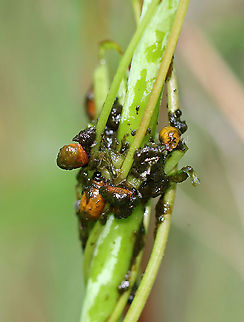 Lily Leaf Beetle Larvae - Lilioceris lilii These plants were covered in scenes like this one--masses of juicy, poop-laden larvae.

I found a bunch of these beetles, eggs, and their frass-covered larvae devouring plants along the edge of a bog.

Habitat: Wetland
https://www.jungledragon.com/image/95256/lily_leaf_beetle_-_lilioceris_lilii.html
https://www.jungledragon.com/image/105510/lily_leaf_beetles_mating_-_lilioceris_lilii.html
https://www.jungledragon.com/image/105511/lily_leaf_beetle_eggs_-_lilioceris_lilii.html
https://www.jungledragon.com/image/105520/lily_leaf_beetle_larva_-_lilioceris_lilii.html
https://www.jungledragon.com/image/105515/lily_leaf_beetle_larva_with_fecal_shield_removed_-_lilioceris_lilii.html
https://www.jungledragon.com/image/105512/lily_leaf_beetle_larva_-_lilioceris_lilii.html Geotagged,Lilioceris lilii,Lily leaf beetle,Spring,United States,beetle larvae,larva,larvae