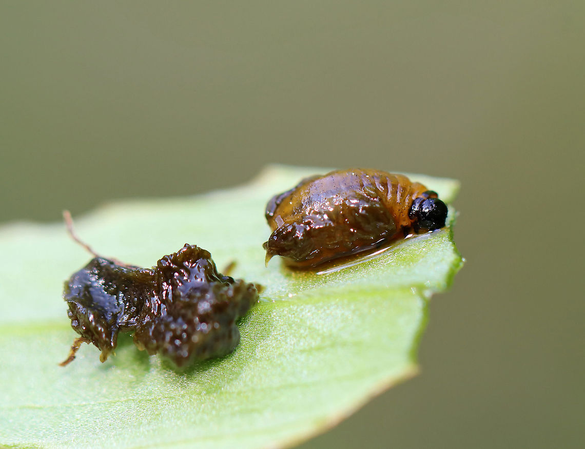 Lily Leaf Beetle Larva (with fecal shield removed) - Lilioceris lilii I found a bunch of these beetles, eggs, and their frass-covered larvae devouring plants along the edge of a bog.<br />
<br />
Habitat: Wetland<br />
<figure class="photo"><a href="https://www.jungledragon.com/image/95256/lily_leaf_beetle_-_lilioceris_lilii.html" title="Lily Leaf Beetle - Lilioceris lilii"><img src="https://s3.amazonaws.com/media.jungledragon.com/images/3232/95256_thumb.jpg?AWSAccessKeyId=05GMT0V3GWVNE7GGM1R2&Expires=1770854410&Signature=DnySCA6INI%2BxHoljP9zS6yd4JLo%3D" width="200" height="146" alt="Lily Leaf Beetle - Lilioceris lilii I found a bunch of these beetles, eggs, and their frass-covered larvae devouring plants along the edge of a bog.<br />
<br />
Habitat: Wetland<br />
https://www.jungledragon.com/image/105510/lily_leaf_beetles_mating_-_lilioceris_lilii.html<br />
https://www.jungledragon.com/image/105511/lily_leaf_beetle_eggs_-_lilioceris_lilii.html<br />
https://www.jungledragon.com/image/105520/lily_leaf_beetle_larva_-_lilioceris_lilii.html<br />
https://www.jungledragon.com/image/105515/lily_leaf_beetle_larva_with_fecal_shield_removed_-_lilioceris_lilii.html<br />
https://www.jungledragon.com/image/105513/lily_leaf_beetle_larvae_-_lilioceris_lilii.html<br />
https://www.jungledragon.com/image/105512/lily_leaf_beetle_larva_-_lilioceris_lilii.html Coleoptera,Geotagged,Lilioceris lilii,Lily leaf beetle,Spring,United States,beetle,leaf beetle" /></a></figure><br />
<figure class="photo"><a href="https://www.jungledragon.com/image/105510/lily_leaf_beetles_mating_-_lilioceris_lilii.html" title="Lily Leaf Beetles (Mating) - Lilioceris lilii"><img src="https://s3.amazonaws.com/media.jungledragon.com/images/3232/105510_thumb.jpg?AWSAccessKeyId=05GMT0V3GWVNE7GGM1R2&Expires=1770854410&Signature=kA3XTp%2BU1sqydsBom22Yl5Y6Eco%3D" width="200" height="150" alt="Lily Leaf Beetles (Mating) - Lilioceris lilii I found a bunch of these beetles, eggs, and their frass-covered larvae devouring plants along the edge of a bog.<br />
<br />
Habitat: Wetland<br />
https://www.jungledragon.com/image/95256/lily_leaf_beetle_-_lilioceris_lilii.html<br />
https://www.jungledragon.com/image/105511/lily_leaf_beetle_eggs_-_lilioceris_lilii.html<br />
https://www.jungledragon.com/image/105520/lily_leaf_beetle_larva_-_lilioceris_lilii.html<br />
https://www.jungledragon.com/image/105515/lily_leaf_beetle_larva_with_fecal_shield_removed_-_lilioceris_lilii.html<br />
https://www.jungledragon.com/image/105513/lily_leaf_beetle_larvae_-_lilioceris_lilii.html<br />
https://www.jungledragon.com/image/105512/lily_leaf_beetle_larva_-_lilioceris_lilii.html Geotagged,Lilioceris,Lilioceris lilii,Lily leaf beetle,Spring,United States,beetle,beetles,red,red beetles" /></a></figure><br />
<figure class="photo"><a href="https://www.jungledragon.com/image/105511/lily_leaf_beetle_eggs_-_lilioceris_lilii.html" title="Lily Leaf Beetle Eggs - Lilioceris lilii"><img src="https://s3.amazonaws.com/media.jungledragon.com/images/3232/105511_thumb.jpg?AWSAccessKeyId=05GMT0V3GWVNE7GGM1R2&Expires=1770854410&Signature=9kPus0rXl%2B5au%2Ft8SMHF0GueFPI%3D" width="200" height="134" alt="Lily Leaf Beetle Eggs - Lilioceris lilii I found a bunch of these beetles, eggs, and their frass-covered larvae devouring plants along the edge of a bog.<br />
<br />
Habitat: Wetland<br />
https://www.jungledragon.com/image/95256/lily_leaf_beetle_-_lilioceris_lilii.html<br />
https://www.jungledragon.com/image/105510/lily_leaf_beetles_mating_-_lilioceris_lilii.html<br />
https://www.jungledragon.com/image/105520/lily_leaf_beetle_larva_-_lilioceris_lilii.html<br />
https://www.jungledragon.com/image/105515/lily_leaf_beetle_larva_with_fecal_shield_removed_-_lilioceris_lilii.html<br />
https://www.jungledragon.com/image/105513/lily_leaf_beetle_larvae_-_lilioceris_lilii.html<br />
https://www.jungledragon.com/image/105512/lily_leaf_beetle_larva_-_lilioceris_lilii.html Eggs,Geotagged,Lilioceris,Lilioceris lilii,Lily leaf beetle,Spring,United States,beetle,beetle eggs" /></a></figure><br />
<figure class="photo"><a href="https://www.jungledragon.com/image/105520/lily_leaf_beetle_larva_-_lilioceris_lilii.html" title="Lily Leaf Beetle Larva - Lilioceris lilii"><img src="https://s3.amazonaws.com/media.jungledragon.com/images/3232/105520_thumb.jpg?AWSAccessKeyId=05GMT0V3GWVNE7GGM1R2&Expires=1770854410&Signature=yLM5JzVDpeDpRkiZ0%2ByBATwfkYE%3D" width="200" height="154" alt="Lily Leaf Beetle Larva - Lilioceris lilii I found a bunch of these beetles, eggs, and their frass-covered larvae devouring plants along the edge of a bog.<br />
<br />
Habitat: Wetland<br />
https://www.jungledragon.com/image/95256/lily_leaf_beetle_-_lilioceris_lilii.html<br />
https://www.jungledragon.com/image/105510/lily_leaf_beetles_mating_-_lilioceris_lilii.html<br />
https://www.jungledragon.com/image/105511/lily_leaf_beetle_eggs_-_lilioceris_lilii.html<br />
https://www.jungledragon.com/image/105515/lily_leaf_beetle_larva_with_fecal_shield_removed_-_lilioceris_lilii.html<br />
https://www.jungledragon.com/image/105513/lily_leaf_beetle_larvae_-_lilioceris_lilii.html<br />
https://www.jungledragon.com/image/105512/lily_leaf_beetle_larva_-_lilioceris_lilii.html Geotagged,Lilioceris,Lilioceris lilii,Lily leaf beetle,Spring,United States,beetle larva,fecal shield,frass,larva" /></a></figure><br />
<figure class="photo"><a href="https://www.jungledragon.com/image/105513/lily_leaf_beetle_larvae_-_lilioceris_lilii.html" title="Lily Leaf Beetle Larvae - Lilioceris lilii"><img src="https://s3.amazonaws.com/media.jungledragon.com/images/3232/105513_thumb.jpg?AWSAccessKeyId=05GMT0V3GWVNE7GGM1R2&Expires=1770854410&Signature=i6vcrXOLBWcSATE028DfBiZSk5w%3D" width="116" height="152" alt="Lily Leaf Beetle Larvae - Lilioceris lilii These plants were covered in scenes like this one--masses of juicy, poop-laden larvae.<br />
<br />
I found a bunch of these beetles, eggs, and their frass-covered larvae devouring plants along the edge of a bog.<br />
<br />
Habitat: Wetland<br />
https://www.jungledragon.com/image/95256/lily_leaf_beetle_-_lilioceris_lilii.html<br />
https://www.jungledragon.com/image/105510/lily_leaf_beetles_mating_-_lilioceris_lilii.html<br />
https://www.jungledragon.com/image/105511/lily_leaf_beetle_eggs_-_lilioceris_lilii.html<br />
https://www.jungledragon.com/image/105520/lily_leaf_beetle_larva_-_lilioceris_lilii.html<br />
https://www.jungledragon.com/image/105515/lily_leaf_beetle_larva_with_fecal_shield_removed_-_lilioceris_lilii.html<br />
https://www.jungledragon.com/image/105512/lily_leaf_beetle_larva_-_lilioceris_lilii.html Geotagged,Lilioceris lilii,Lily leaf beetle,Spring,United States,beetle larvae,larva,larvae" /></a></figure><br />
<figure class="photo"><a href="https://www.jungledragon.com/image/105512/lily_leaf_beetle_larva_-_lilioceris_lilii.html" title="Lily Leaf Beetle Larva - Lilioceris lilii"><img src="https://s3.amazonaws.com/media.jungledragon.com/images/3232/105512_thumb.jpg?AWSAccessKeyId=05GMT0V3GWVNE7GGM1R2&Expires=1770854410&Signature=tRC3XG57VjFgJcdO1iEJXIcT6R8%3D" width="114" height="152" alt="Lily Leaf Beetle Larva - Lilioceris lilii You can see in this photo that the larva had started eating the tip of the leaf and was working its way inward.<br />
<br />
I found a bunch of these beetles, eggs, and their frass-covered larvae devouring plants along the edge of a bog.<br />
<br />
Habitat: Wetland<br />
https://www.jungledragon.com/image/95256/lily_leaf_beetle_-_lilioceris_lilii.html<br />
https://www.jungledragon.com/image/105510/lily_leaf_beetles_mating_-_lilioceris_lilii.html<br />
https://www.jungledragon.com/image/105511/lily_leaf_beetle_eggs_-_lilioceris_lilii.html<br />
https://www.jungledragon.com/image/105520/lily_leaf_beetle_larva_-_lilioceris_lilii.html<br />
https://www.jungledragon.com/image/105515/lily_leaf_beetle_larva_with_fecal_shield_removed_-_lilioceris_lilii.html<br />
https://www.jungledragon.com/image/105513/lily_leaf_beetle_larvae_-_lilioceris_lilii.html Geotagged,Lilioceris lilii,Lily leaf beetle,Spring,United States,frass,larva" /></a></figure> Geotagged,Lilioceris lilii,Lily leaf beetle,Spring,United States,larva