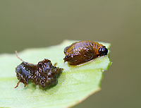 Lily Leaf Beetle Larva (with fecal shield removed) - Lilioceris lilii I found a bunch of these beetles, eggs, and their frass-covered larvae devouring plants along the edge of a bog.<br />
<br />
Habitat: Wetland<br />
https://www.jungledragon.com/image/95256/lily_leaf_beetle_-_lilioceris_lilii.html<br />
https://www.jungledragon.com/image/105510/lily_leaf_beetles_mating_-_lilioceris_lilii.html<br />
https://www.jungledragon.com/image/105511/lily_leaf_beetle_eggs_-_lilioceris_lilii.html<br />
https://www.jungledragon.com/image/105520/lily_leaf_beetle_larva_-_lilioceris_lilii.html<br />
https://www.jungledragon.com/image/105513/lily_leaf_beetle_larvae_-_lilioceris_lilii.html<br />
https://www.jungledragon.com/image/105512/lily_leaf_beetle_larva_-_lilioceris_lilii.html Geotagged,Lilioceris lilii,Lily leaf beetle,Spring,United States,larva