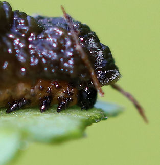 Fungus Growing on the Fecal Shield of a Lily Leaf Beetle Larva (Lilioceris lilii) On the fecal shield, right above the head, you can see fungal fuzz growing.

Habitat: Wetland Geotagged,Lilioceris lilii,Spring,United States,fecal shield,frass,fungus