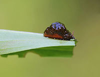Lily Leaf Beetle Larva - Lilioceris lilii I found a bunch of these beetles, eggs, and their frass-covered larvae devouring plants along the edge of a bog.<br />
<br />
Habitat: Wetland<br />
https://www.jungledragon.com/image/95256/lily_leaf_beetle_-_lilioceris_lilii.html<br />
https://www.jungledragon.com/image/105510/lily_leaf_beetles_mating_-_lilioceris_lilii.html<br />
https://www.jungledragon.com/image/105511/lily_leaf_beetle_eggs_-_lilioceris_lilii.html<br />
https://www.jungledragon.com/image/105515/lily_leaf_beetle_larva_with_fecal_shield_removed_-_lilioceris_lilii.html<br />
https://www.jungledragon.com/image/105513/lily_leaf_beetle_larvae_-_lilioceris_lilii.html<br />
https://www.jungledragon.com/image/105512/lily_leaf_beetle_larva_-_lilioceris_lilii.html Geotagged,Lilioceris,Lilioceris lilii,Lily leaf beetle,Spring,United States,beetle larva,fecal shield,frass,larva