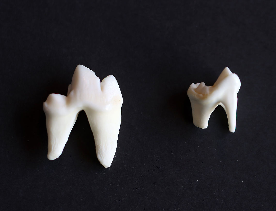Coyote Teeth (Molars) - Canis latrans These two teeth are both coyote molars. The one on the left is a carnassial molar and is 2 cm wide. The tooth on the right is just a regular molar (1 cm wide). <br />
<br />
Carnassial teeth are modified molars that carnivorous predators have. They help to slice through meat.<br />
<br />
**I have a fairly large collection of natural curiosities and decided to share some on JungleDragon. I have been collecting bits of nature for years and also have many friends who have shared things with me. Everything in my collection was ethically collected/harvested/sourced and is cruelty-free. Canis latrans,Fall,Geotagged,United States,carnassial molar,coyote,coyote teeth,molars,teeth
