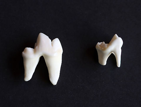 Coyote Teeth (Molars) - Canis latrans These two teeth are both coyote molars. The one on the left is a carnassial molar and is 2 cm wide. The tooth on the right is just a regular molar (1 cm wide). 

Carnassial teeth are modified molars that carnivorous predators have. They help to slice through meat.

**I have a fairly large collection of natural curiosities and decided to share some on JungleDragon. I have been collecting bits of nature for years and also have many friends who have shared things with me. Everything in my collection was ethically collected/harvested/sourced and is cruelty-free. Canis latrans,Fall,Geotagged,United States,carnassial molar,coyote,coyote teeth,molars,teeth