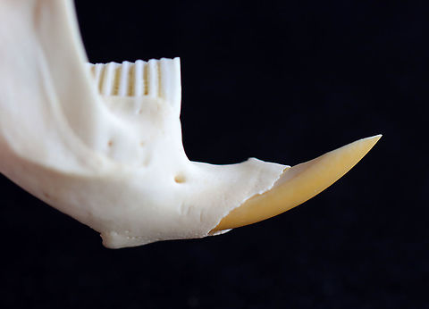 Muskrat Mandible - Ondatra zibethicus The incisors stick out of the mouth, while the other teeth are flat and used for grinding food.

**I have a fairly large collection of natural curiosities and decided to share some on JungleDragon. I have been collecting bits of nature for years and also have many friends who have shared things with me. Everything in my collection was ethically collected/harvested/sourced and is cruelty-free.
https://www.jungledragon.com/image/105603/muskrat_mandible_-_ondatra_zibethicus.html Fall,Geotagged,Ondatra,Ondatra zibethicus,United States,jawbone,mandible,muskrat,muskrat teeth,teeth