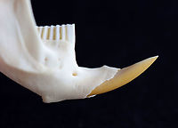 Muskrat Mandible - Ondatra zibethicus The incisors stick out of the mouth, while the other teeth are flat and used for grinding food.<br />
<br />
**I have a fairly large collection of natural curiosities and decided to share some on JungleDragon. I have been collecting bits of nature for years and also have many friends who have shared things with me. Everything in my collection was ethically collected/harvested/sourced and is cruelty-free.<br />
https://www.jungledragon.com/image/105603/muskrat_mandible_-_ondatra_zibethicus.html Fall,Geotagged,Ondatra,Ondatra zibethicus,United States,jawbone,mandible,muskrat,muskrat teeth,teeth
