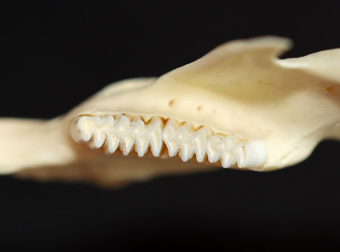 Muskrat Mandible - Ondatra zibethicus The incisors stick out of the mouth, while the other teeth are flat and used for grinding food.<br />
<br />
**I have a fairly large collection of natural curiosities and decided to share some on JungleDragon. I have been collecting bits of nature for years and also have many friends who have shared things with me. Everything in my collection was ethically collected/harvested/sourced and is cruelty-free.<br />
<figure class="photo"><a href="https://www.jungledragon.com/image/105602/muskrat_mandible_-_ondatra_zibethicus.html" title="Muskrat Mandible - Ondatra zibethicus"><img src="https://s3.amazonaws.com/media.jungledragon.com/images/3232/105602_thumb.jpg?AWSAccessKeyId=05GMT0V3GWVNE7GGM1R2&Expires=1759968010&Signature=%2BL2ii6NLrBAtupyycGqpKW1VAew%3D" width="200" height="146" alt="Muskrat Mandible - Ondatra zibethicus The incisors stick out of the mouth, while the other teeth are flat and used for grinding food.<br />
<br />
**I have a fairly large collection of natural curiosities and decided to share some on JungleDragon. I have been collecting bits of nature for years and also have many friends who have shared things with me. Everything in my collection was ethically collected/harvested/sourced and is cruelty-free.<br />
https://www.jungledragon.com/image/105603/muskrat_mandible_-_ondatra_zibethicus.html Fall,Geotagged,Ondatra,Ondatra zibethicus,United States,jawbone,mandible,muskrat,muskrat teeth,teeth" /></a></figure> Fall,Geotagged,United States