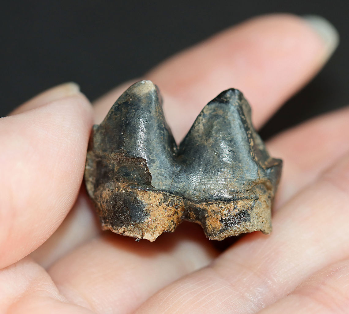 Fossilized Tapir Molar - Tapirus sp. Tapirs have low-crowned teeth, which lack cementum (a calcified tissue that protects the roots of teeth). <br />
<br />
**I have a fairly large collection of natural curiosities and decided to share some on JungleDragon. I have been collecting bits of nature for years and also have many friends who have shared things with me. Everything in my collection was ethically collected/harvested/sourced and is cruelty-free. Fall,Geotagged,Tapirus,United States,fossil,tapir,tapir molar,tapir tooth,tooth