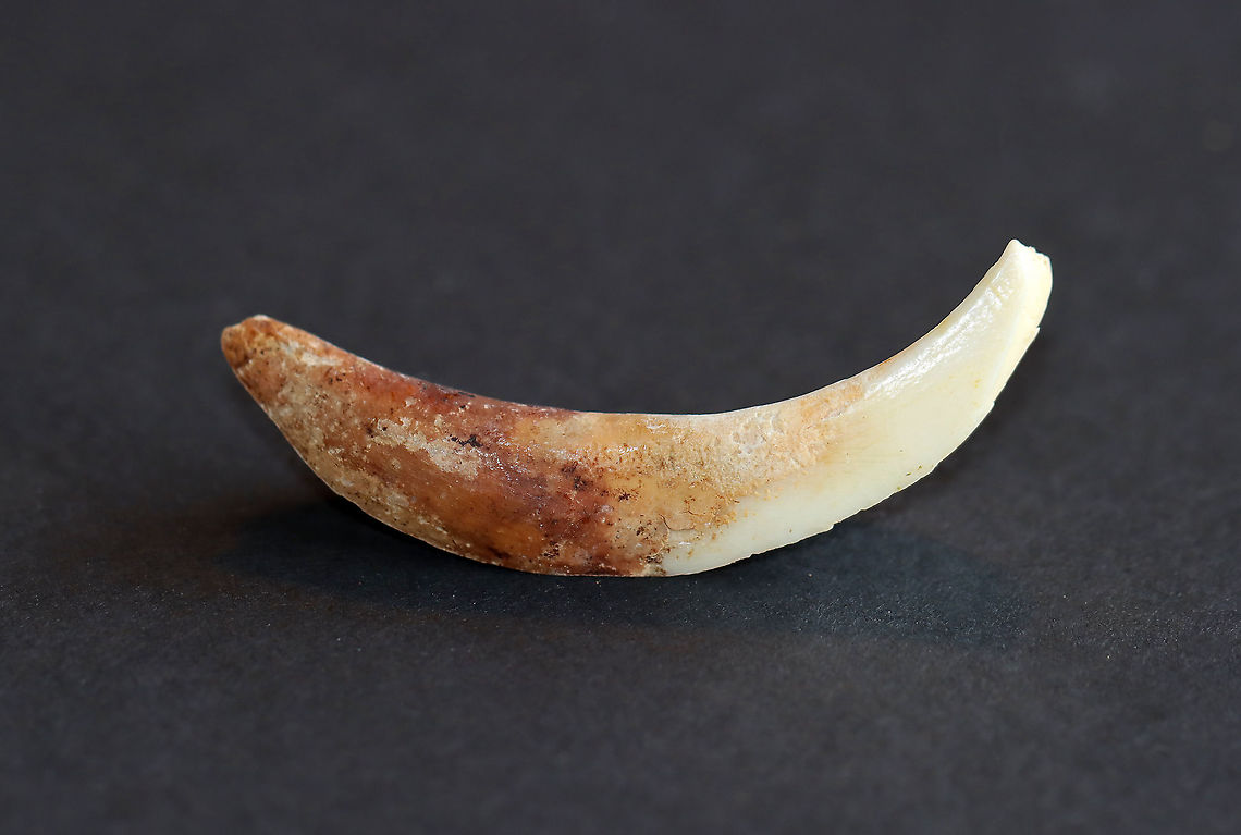 Horse Tooth - Equus caballus Horses have 12 incisors in front that are adapted for biting off the grass/vegetation. They also have 24 molars and premolars, which are adapted for chewing, at the back of the mouth. <br />
<br />
**I have a fairly large collection of natural curiosities and decided to share some on JungleDragon. I have been collecting bits of nature for years and also have many friends who have shared things with me. Everything in my collection was ethically collected/harvested/sourced and is cruelty-free.<br />
<figure class="photo"><a href="https://www.jungledragon.com/image/105734/horse_tooth_-_equus_caballus.html" title="Horse Tooth - Equus caballus"><img src="https://s3.amazonaws.com/media.jungledragon.com/images/3232/105734_thumb.jpg?AWSAccessKeyId=05GMT0V3GWVNE7GGM1R2&Expires=1769040010&Signature=ZHSklF4zn%2BXmaGiWokh6vj3evrI%3D" width="200" height="140" alt="Horse Tooth - Equus caballus *I think the hollow space in this tooth is the pulp cavity, but am not sure.<br />
<br />
Horses have 12 incisors in front that are adapted for biting off the grass/vegetation. They also have 24 molars and premolars, which are adapted for chewing, at the back of the mouth.<br />
<br />
**I have a fairly large collection of natural curiosities and decided to share some on JungleDragon. I have been collecting bits of nature for years and also have many friends who have shared things with me. Everything in my collection was ethically collected/harvested/sourced and is cruelty-free.<br />
https://www.jungledragon.com/image/105733/horse_tooth_-_equus_caballus.html Fall,Geotagged,United States,horse tooth,tooth" /></a></figure> Equus,Equus caballus,Fall,Geotagged,United States,horse,horse tooth,tooth