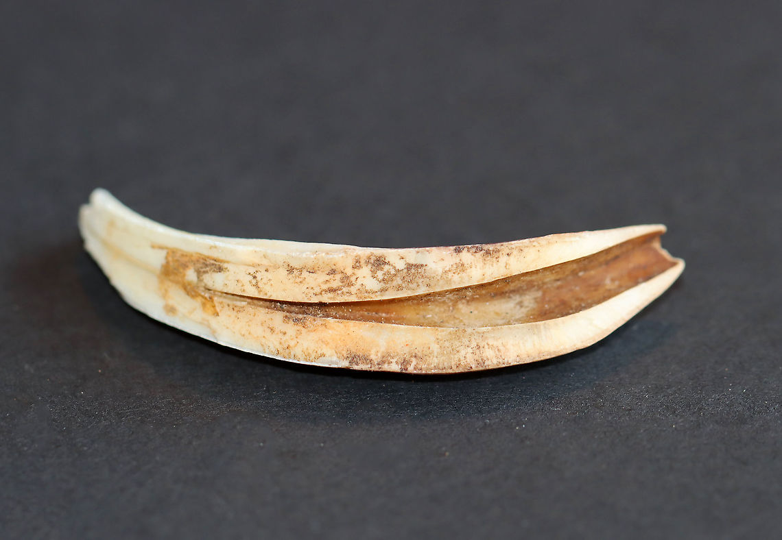 Horse Tooth - Equus caballus *I think the hollow space in this tooth is the pulp cavity, but am not sure.<br />
<br />
Horses have 12 incisors in front that are adapted for biting off the grass/vegetation. They also have 24 molars and premolars, which are adapted for chewing, at the back of the mouth.<br />
<br />
**I have a fairly large collection of natural curiosities and decided to share some on JungleDragon. I have been collecting bits of nature for years and also have many friends who have shared things with me. Everything in my collection was ethically collected/harvested/sourced and is cruelty-free.<br />
<figure class="photo"><a href="https://www.jungledragon.com/image/105733/horse_tooth_-_equus_caballus.html" title="Horse Tooth - Equus caballus"><img src="https://s3.amazonaws.com/media.jungledragon.com/images/3232/105733_thumb.jpg?AWSAccessKeyId=05GMT0V3GWVNE7GGM1R2&Expires=1763596810&Signature=87LqFhF7ZD4C0CCa%2B924j%2BQ5FFo%3D" width="200" height="136" alt="Horse Tooth - Equus caballus Horses have 12 incisors in front that are adapted for biting off the grass/vegetation. They also have 24 molars and premolars, which are adapted for chewing, at the back of the mouth. <br />
<br />
**I have a fairly large collection of natural curiosities and decided to share some on JungleDragon. I have been collecting bits of nature for years and also have many friends who have shared things with me. Everything in my collection was ethically collected/harvested/sourced and is cruelty-free.<br />
https://www.jungledragon.com/image/105734/horse_tooth_-_equus_caballus.html Equus,Equus caballus,Fall,Geotagged,United States,horse,horse tooth,tooth" /></a></figure> Fall,Geotagged,United States,horse tooth,tooth