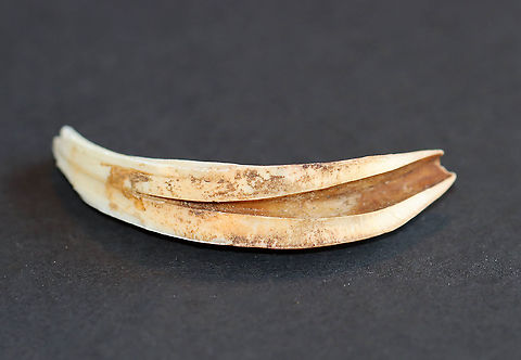 Horse Tooth - Equus caballus *I think the hollow space in this tooth is the pulp cavity, but am not sure.

Horses have 12 incisors in front that are adapted for biting off the grass/vegetation. They also have 24 molars and premolars, which are adapted for chewing, at the back of the mouth.

**I have a fairly large collection of natural curiosities and decided to share some on JungleDragon. I have been collecting bits of nature for years and also have many friends who have shared things with me. Everything in my collection was ethically collected/harvested/sourced and is cruelty-free.
https://www.jungledragon.com/image/105733/horse_tooth_-_equus_caballus.html Fall,Geotagged,United States,horse tooth,tooth