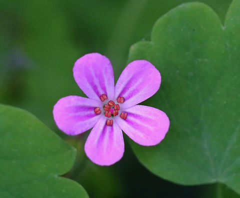 Herb Robert - Geranium robertianum Habitat: Rocky, mesic forest Geotagged,Geranium,Geranium robertianum,Herb Robert,Spring,United States