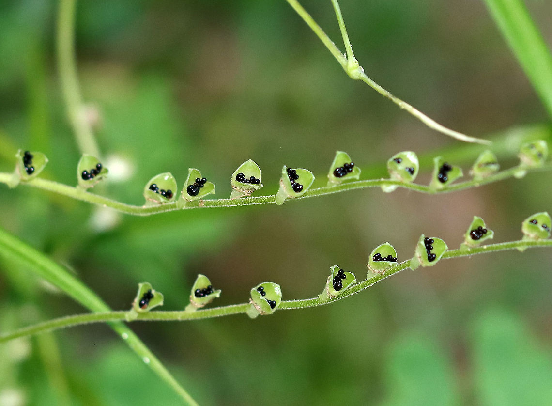Bishop's Cap - Mitella diphylla After flowering, this plant produces black seeds (1.2&ndash;1.6 mm each) in tiny, shallow cups that run along the stem. The cups are formed from the sepals of the flowers. The seeds are spread when rain hits the cups and splashes the seeds out.<br />
<br />
Habitat: Bog Bishop's cap,Geotagged,Mitella,Mitella diphylla,Spring,United States