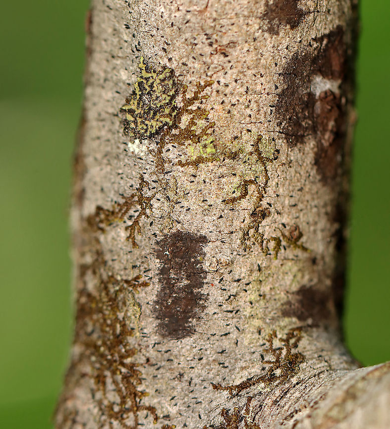 Brown Lichen(?) These trees always have brown, blob-ish lichens on them. At least, I think they are lichens. <br />
<br />
Habitat: Hardwood trees in a bog<br />
<figure class="photo"><a href="https://www.jungledragon.com/image/105739/brown_lichen.html" title="Brown Lichen(?)"><img src="https://s3.amazonaws.com/media.jungledragon.com/images/3232/105739_thumb.jpg?AWSAccessKeyId=05GMT0V3GWVNE7GGM1R2&Expires=1763596810&Signature=7xdgiJO9P%2BJWhHYrtLFAe0n5gnU%3D" width="200" height="152" alt="Brown Lichen(?) These trees always have brown, blob-ish lichens on them. At least, I think they are lichens.<br />
<br />
Habitat: Hardwood trees in a bog<br />
https://www.jungledragon.com/image/105738/brown_lichen.html Geotagged,Spring,United States" /></a></figure> Geotagged,Spring,United States,lichen