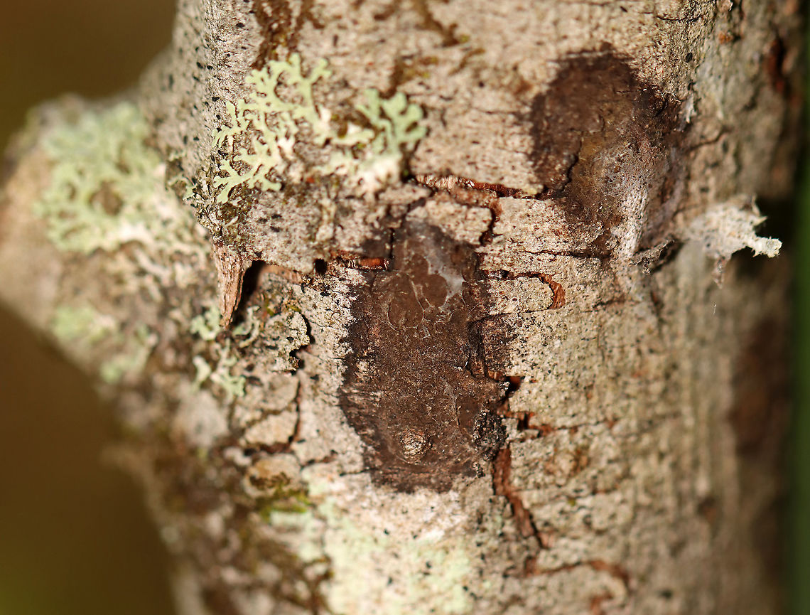 Brown Lichen(?) These trees always have brown, blob-ish lichens on them. At least, I think they are lichens.<br />
<br />
Habitat: Hardwood trees in a bog<br />
<figure class="photo"><a href="https://www.jungledragon.com/image/105738/brown_lichen.html" title="Brown Lichen(?)"><img src="https://s3.amazonaws.com/media.jungledragon.com/images/3232/105738_thumb.jpg?AWSAccessKeyId=05GMT0V3GWVNE7GGM1R2&Expires=1769040010&Signature=6uWdWXA%2Bg9q%2FbVbujbMi23fbrJQ%3D" width="140" height="152" alt="Brown Lichen(?) These trees always have brown, blob-ish lichens on them. At least, I think they are lichens. <br />
<br />
Habitat: Hardwood trees in a bog<br />
https://www.jungledragon.com/image/105739/brown_lichen.html Geotagged,Spring,United States,lichen" /></a></figure> Geotagged,Spring,United States