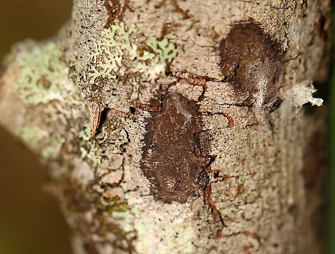 Brown Lichen(?) These trees always have brown, blob-ish lichens on them. At least, I think they are lichens.

Habitat: Hardwood trees in a bog
https://www.jungledragon.com/image/105738/brown_lichen.html Geotagged,Spring,United States