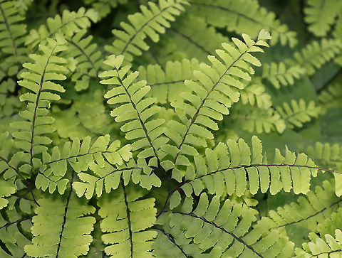Maidenhair Fern - Adiantum pedatum Habitat: Mesic forest Adiantum pedatum,Geotagged,Northern maidenhair fern,Spring,United States,adiantum,fern