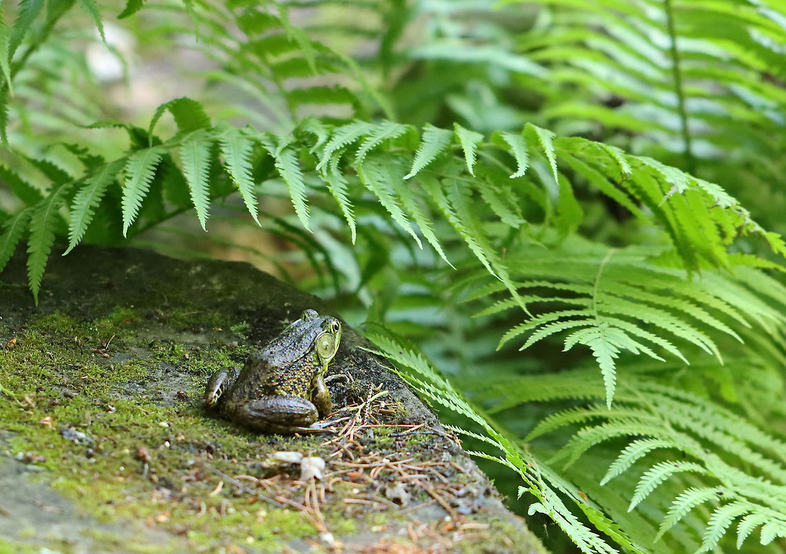 Green Frog - Lithobates clamitans This guy was deep in thought until I startled him, after which he gave an awkward &quot;croak&quot; and jumped into the pond. <br />
<br />
Habitat: pondside Geotagged,Green frog,Lithobate,Lithobates clamitans,Spring,United States,frog