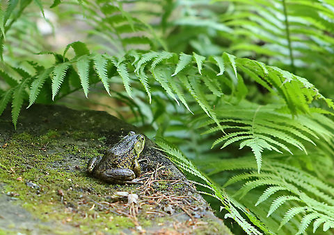 Green Frog - Lithobates clamitans This guy was deep in thought until I startled him, after which he gave an awkward "croak" and jumped into the pond. 

Habitat: pondside Geotagged,Green frog,Lithobate,Lithobates clamitans,Spring,United States,frog