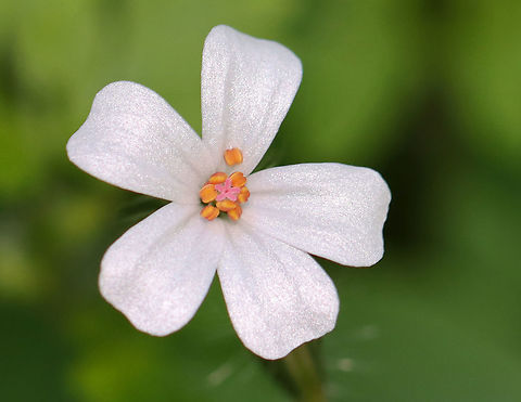Herb-Robert (White Form) - Geranium robertianum This plant was unusual because it had white flowers, rather than the usual pink ones.

Freshly picked, crushed leaves have a strong odor that resembles burning tires. If they are rubbed on the body, the smell is said to repel mosquitoes. I suspect that the smell would repel just about any creature. The active ingredients are tannins, a bitter compound called geraniin, and essential oils.

Habitat: Mixed, swampy forest Geotagged,Geranium robertianum,Herb Robert,Spring,United States,crow's foot,death come quickly,fox geranium,red robin,squinter-pip,stinking Bob,storksbill