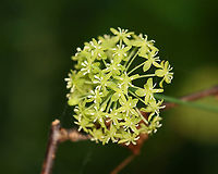 Smooth Carrionflower - Smilax herbacea A vine with greenish flowers. It can grow to 8 feet tall.<br />
<br />
Habitat: Rich, mesic forest<br />
<br />
*It's called 'carrionflower because its flowers smell unpleasant and attract carrion flies as pollinators. <br />
https://www.jungledragon.com/image/105863/smooth_carrionflower_-_smilax_herbacea.html Geotagged,Smilax,Smilax herbacea,Spring,United States,carrion-flower,catbriar,smooth carrionflower,smooth herbaceous greenbrier