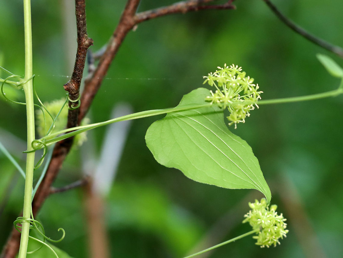 Smooth Carrionflower - Smilax herbacea A vine with greenish flowers. It can grow to 8 feet tall.<br />
<br />
Habitat: Rich, mesic forest<br />
<br />
*It&#039;s called &#039;carrionflower because its flowers smell unpleasant and attract carrion flies as pollinators.<br />
<figure class="photo"><a href="https://www.jungledragon.com/image/105860/smooth_carrionflower_-_smilax_herbacea.html" title="Smooth Carrionflower - Smilax herbacea"><img src="https://s3.amazonaws.com/media.jungledragon.com/images/3232/105860_thumb.jpg?AWSAccessKeyId=05GMT0V3GWVNE7GGM1R2&Expires=1759968010&Signature=C0WcTMxA%2BCpyYZPzWCmFK9eAy34%3D" width="200" height="162" alt="Smooth Carrionflower - Smilax herbacea A vine with greenish flowers. It can grow to 8 feet tall.<br />
<br />
Habitat: Rich, mesic forest<br />
<br />
*It&#039;s called &#039;carrionflower because its flowers smell unpleasant and attract carrion flies as pollinators. <br />
https://www.jungledragon.com/image/105863/smooth_carrionflower_-_smilax_herbacea.html Geotagged,Smilax,Smilax herbacea,Spring,United States,carrion-flower,catbriar,smooth carrionflower,smooth herbaceous greenbrier" /></a></figure> Geotagged,Smilax herbacea,Spring,United States,smooth herbaceous greenbrier