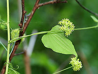 Smooth Carrionflower - Smilax herbacea A vine with greenish flowers. It can grow to 8 feet tall.<br />
<br />
Habitat: Rich, mesic forest<br />
<br />
*It's called 'carrionflower because its flowers smell unpleasant and attract carrion flies as pollinators.<br />
https://www.jungledragon.com/image/105860/smooth_carrionflower_-_smilax_herbacea.html Geotagged,Smilax herbacea,Spring,United States,smooth herbaceous greenbrier
