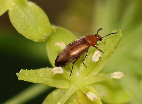 Anaspis rufa A common beetle in late spring/early summer. TL: ~ 3-4 mm.

Habitat: Forest edge Anaspis,Anaspis rufa,Geotagged,Spring,United States,beetle,false flower beetle