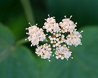 Maple-leaf Viburnum - Viburnum acerifolium Clusters of white flowers appear in late spring and are followed by clusters of drupes that are eaten by birds. In autumn, the foliage turns shades of red, pink, or purple.<br />
<br />
Habitat: Mesic forest<br />
https://www.jungledragon.com/image/105867/maple-leaf_viburnum_-_viburnum_acerifolium.html Geotagged,Maple-leaf Viburnum,Spring,United States,Viburnum,Viburnum acerifolium