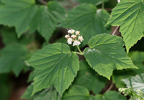 Maple-leaf Viburnum - Viburnum acerifolium Clusters of white flowers appear in late spring and are followed by clusters of drupes that are eaten by birds. In autumn, the foliage turns shades of red, pink, or purple.

Habitat: Mesic forest
https://www.jungledragon.com/image/105866/maple-leaf_viburnum_-_viburnum_acerifolium.html Geotagged,Maple-leaf Viburnum,Spring,United States,Viburnum acerifolium