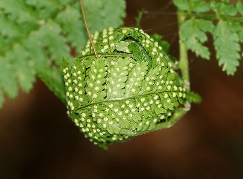 Serpentine Webworm - Herpetogramma aeglealis The serpentine webworm web together the tips of ferns (Polystichum sp.) for the larvae to develop in.

Habitat: Polystichum sp. fern in a coniferous forest. Geotagged,Herpetogramma aeglealis,Serpentine webworm moth,Spring,United States,webworm