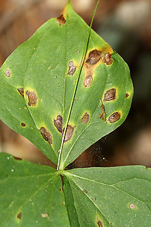 Jack-in-the-Pulpit - Arisaema triphyllum These leaves were covered in spots, which look like some kind of leaf mines. Or, maybe fungus?

Habitat: Mesic forest Arisaema triphyllum,Geotagged,Jack-in-the-pulpit,Spring,United States,leaf mines,mines