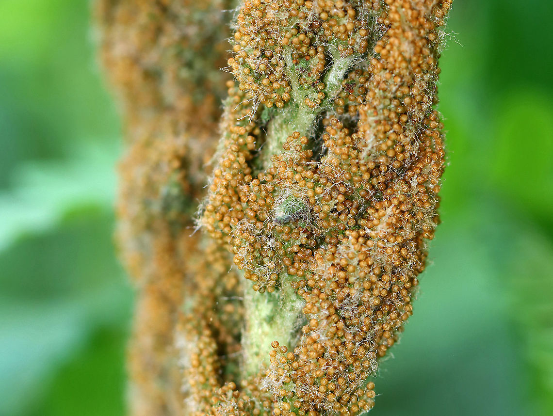 Cinnamon Fern - Osmundastrum cinnamomeum Fertile frond, the color of which gives the fern its common name.<br />
<br />
Habitat: Growing in clumps on the side of a pond Cinnamon Fern,Geotagged,Osmundastrum,Osmundastrum cinnamomeum,Spring,United States,fern