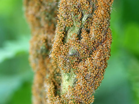 Cinnamon Fern - Osmundastrum cinnamomeum Fertile frond, the color of which gives the fern its common name.

Habitat: Growing in clumps on the side of a pond Cinnamon Fern,Geotagged,Osmundastrum,Osmundastrum cinnamomeum,Spring,United States,fern