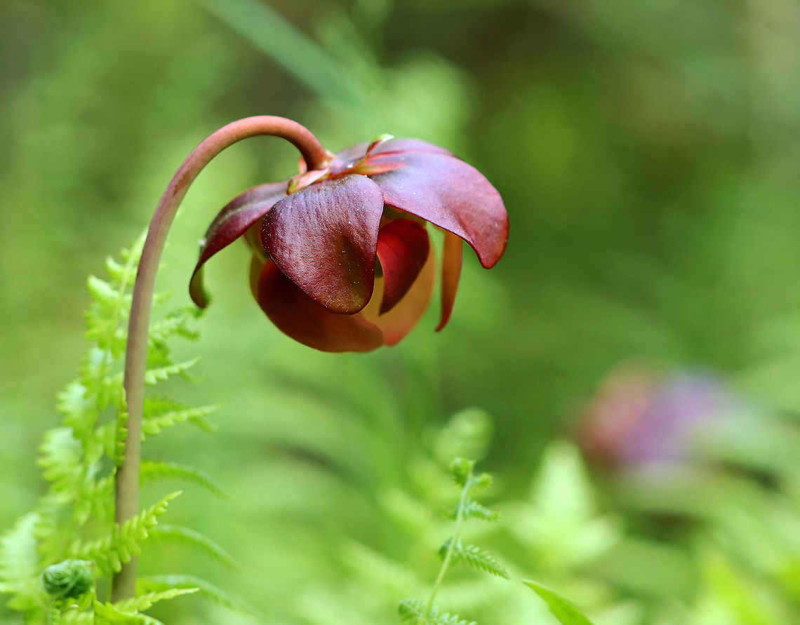 Northern Pitcher Plant - Sarracenia purpurea This beautiful plant has pitcher-like leaves that collect water. Insects that are attracted to the plant fall into the pitcher and then have a hard time crawling back out because the bottom of the pitchers have smooth surfaces, in addition to recurved hairs near the top. So, trapped insects will eventually fall into the water that collects at the bottom of the pitcher and drown. The plant secretes enzymes, which help digest the insects. However, most of the breakdown is passive and results from bacterial activity.<br />
<br />
The flowers grow atop leafless stalks in the spring.<br />
<br />
Habitat: Bog Geotagged,Purple pitcher plant,Sarracenia,Sarracenia purpurea,Spring,United States,carnivorous plant,pitcher plant