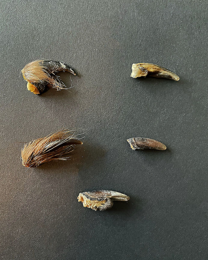 Mammal Claws Sorry for the poor photo, but I was in a rush as these claws stink! <br />
<br />
Top left: Coyote claw (Canis latrans)<br />
Middle left: Porcupine claw (Erethizon dorsatum)<br />
Bottom middle: Beaver claw  (Castor canadensis) <br />
Top right: Snapping turtle claw (Chelydra serpentina)<br />
Middle right: Beaver claw (small)  (Castor canadensis) <br />
<br />
**I have a fairly large collection of natural curiosities and decided to share some on JungleDragon. I have been collecting bits of nature for years and also have many friends who have shared things with me. Everything in my collection was ethically collected/harvested/sourced and is cruelty-free. Fall,Geotagged,United States,beaver,claw,claws,coyote,porcupine,snapping turtle