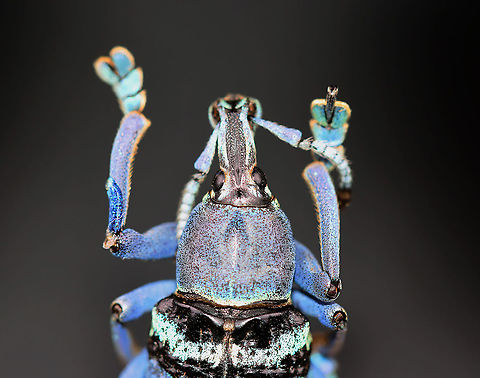 Eupholus schoenherri My favorite species of weevil! It's native to New Guinea.

(Please ignore the very bad mending job between the left femur/tibia :D.)

**I have a fairly large collection of natural curiosities and decided to share some on JungleDragon. I have been collecting bits of nature for years and also have many friends who have shared things with me. Everything in my collection was ethically collected/harvested/sourced and is cruelty-free.
https://www.jungledragon.com/image/105921/eupholus_schoenherri.html
https://www.jungledragon.com/image/105923/eupholus_schoenherri.html
https://www.jungledragon.com/image/105922/eupholus_schoenherri.html Eupholus,Eupholus schoenherri,Fall,Geotagged,United States,beetle,weevil