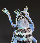 Eupholus schoenherri Eek! So overexposed, but I wanted to include this angle.<br />
<br />
My favorite species of weevil! It's native to New Guinea.<br />
<br />
(Please ignore the very bad mending job between the left femur/tibia :D.)<br />
<br />
**I have a fairly large collection of natural curiosities and decided to share some on JungleDragon. I have been collecting bits of nature for years and also have many friends who have shared things with me. Everything in my collection was ethically collected/harvested/sourced and is cruelty-free.<br />
https://www.jungledragon.com/image/105923/eupholus_schoenherri.html<br />
https://www.jungledragon.com/image/105920/eupholus_schoenherri.html<br />
https://www.jungledragon.com/image/105922/eupholus_schoenherri.html Eupholus schoenherri,Fall,Geotagged,United States