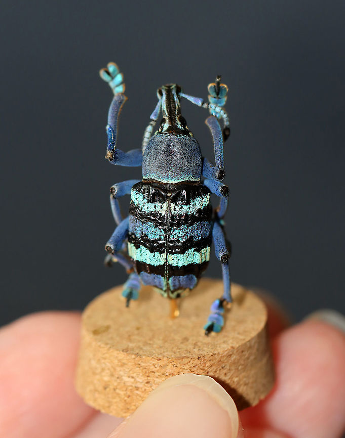 Eupholus schoenherri My favorite species of weevil! It&#039;s native to New Guinea.<br />
<br />
(Please ignore the very bad mending job between the left femur/tibia :D.)<br />
<br />
**I have a fairly large collection of natural curiosities and decided to share some on JungleDragon. I have been collecting bits of nature for years and also have many friends who have shared things with me. Everything in my collection was ethically collected/harvested/sourced and is cruelty-free.<br />
<figure class="photo"><a href="https://www.jungledragon.com/image/105923/eupholus_schoenherri.html" title="Eupholus schoenherri"><img src="https://s3.amazonaws.com/media.jungledragon.com/images/3232/105923_thumb.jpg?AWSAccessKeyId=05GMT0V3GWVNE7GGM1R2&Expires=1769040010&Signature=7PjI3JHyOsQaZtZmDYIztXxZ7x0%3D" width="128" height="152" alt="Eupholus schoenherri How cute is this weevil&#039;s &quot;foot&quot;! This is my favorite species of weevil! It&#039;s native to New Guinea.<br />
<br />
(Please ignore the very bad mending job between the left femur/tibia :D.)<br />
<br />
**I have a fairly large collection of natural curiosities and decided to share some on JungleDragon. I have been collecting bits of nature for years and also have many friends who have shared things with me. Everything in my collection was ethically collected/harvested/sourced and is cruelty-free.<br />
https://www.jungledragon.com/image/105922/eupholus_schoenherri.html<br />
https://www.jungledragon.com/image/105921/eupholus_schoenherri.html<br />
https://www.jungledragon.com/image/105920/eupholus_schoenherri.html Eupholus schoenherri,Fall,Geotagged,United States" /></a></figure><br />
<figure class="photo"><a href="https://www.jungledragon.com/image/105921/eupholus_schoenherri.html" title="Eupholus schoenherri"><img src="https://s3.amazonaws.com/media.jungledragon.com/images/3232/105921_thumb.jpg?AWSAccessKeyId=05GMT0V3GWVNE7GGM1R2&Expires=1769040010&Signature=R9f6yY7Z%2B9spQz%2BMAXGAUIxAQkc%3D" width="142" height="152" alt="Eupholus schoenherri Eek! So overexposed, but I wanted to include this angle.<br />
<br />
My favorite species of weevil! It&#039;s native to New Guinea.<br />
<br />
(Please ignore the very bad mending job between the left femur/tibia :D.)<br />
<br />
**I have a fairly large collection of natural curiosities and decided to share some on JungleDragon. I have been collecting bits of nature for years and also have many friends who have shared things with me. Everything in my collection was ethically collected/harvested/sourced and is cruelty-free.<br />
https://www.jungledragon.com/image/105923/eupholus_schoenherri.html<br />
https://www.jungledragon.com/image/105920/eupholus_schoenherri.html<br />
https://www.jungledragon.com/image/105922/eupholus_schoenherri.html Eupholus schoenherri,Fall,Geotagged,United States" /></a></figure><br />
<figure class="photo"><a href="https://www.jungledragon.com/image/105920/eupholus_schoenherri.html" title="Eupholus schoenherri"><img src="https://s3.amazonaws.com/media.jungledragon.com/images/3232/105920_thumb.jpg?AWSAccessKeyId=05GMT0V3GWVNE7GGM1R2&Expires=1769040010&Signature=M1xUQK3KZgxajiD0OsIy5ZjYLJ0%3D" width="200" height="158" alt="Eupholus schoenherri My favorite species of weevil! It&#039;s native to New Guinea.<br />
<br />
(Please ignore the very bad mending job between the left femur/tibia :D.)<br />
<br />
**I have a fairly large collection of natural curiosities and decided to share some on JungleDragon. I have been collecting bits of nature for years and also have many friends who have shared things with me. Everything in my collection was ethically collected/harvested/sourced and is cruelty-free.<br />
https://www.jungledragon.com/image/105921/eupholus_schoenherri.html<br />
https://www.jungledragon.com/image/105923/eupholus_schoenherri.html<br />
https://www.jungledragon.com/image/105922/eupholus_schoenherri.html Eupholus,Eupholus schoenherri,Fall,Geotagged,United States,beetle,weevil" /></a></figure> Eupholus schoenherri,Fall,Geotagged,United States