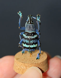 Eupholus schoenherri My favorite species of weevil! It's native to New Guinea.

(Please ignore the very bad mending job between the left femur/tibia :D.)

**I have a fairly large collection of natural curiosities and decided to share some on JungleDragon. I have been collecting bits of nature for years and also have many friends who have shared things with me. Everything in my collection was ethically collected/harvested/sourced and is cruelty-free.
https://www.jungledragon.com/image/105923/eupholus_schoenherri.html
https://www.jungledragon.com/image/105921/eupholus_schoenherri.html
https://www.jungledragon.com/image/105920/eupholus_schoenherri.html Eupholus schoenherri,Fall,Geotagged,United States