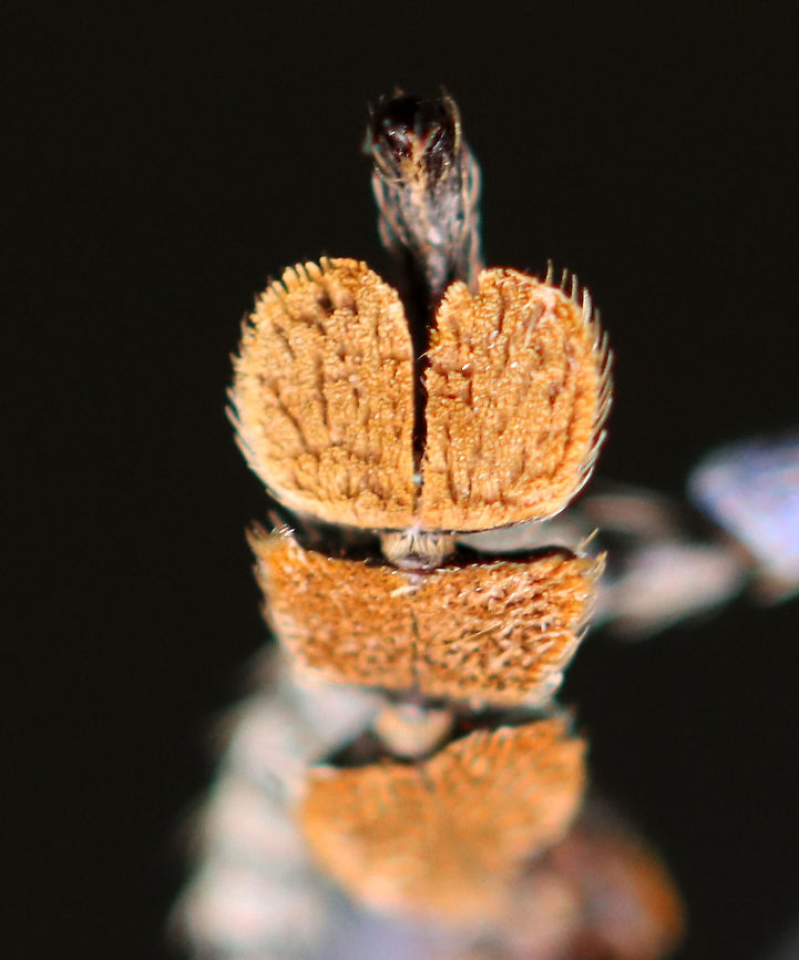Eupholus schoenherri How cute is this weevil&#039;s &quot;foot&quot;! This is my favorite species of weevil! It&#039;s native to New Guinea.<br />
<br />
(Please ignore the very bad mending job between the left femur/tibia :D.)<br />
<br />
**I have a fairly large collection of natural curiosities and decided to share some on JungleDragon. I have been collecting bits of nature for years and also have many friends who have shared things with me. Everything in my collection was ethically collected/harvested/sourced and is cruelty-free.<br />
<figure class="photo"><a href="https://www.jungledragon.com/image/105922/eupholus_schoenherri.html" title="Eupholus schoenherri"><img src="https://s3.amazonaws.com/media.jungledragon.com/images/3232/105922_thumb.jpg?AWSAccessKeyId=05GMT0V3GWVNE7GGM1R2&Expires=1759968010&Signature=rkAt36u8BjZEPyyKG5k9HGRo4BI%3D" width="120" height="152" alt="Eupholus schoenherri My favorite species of weevil! It&#039;s native to New Guinea.<br />
<br />
(Please ignore the very bad mending job between the left femur/tibia :D.)<br />
<br />
**I have a fairly large collection of natural curiosities and decided to share some on JungleDragon. I have been collecting bits of nature for years and also have many friends who have shared things with me. Everything in my collection was ethically collected/harvested/sourced and is cruelty-free.<br />
https://www.jungledragon.com/image/105923/eupholus_schoenherri.html<br />
https://www.jungledragon.com/image/105921/eupholus_schoenherri.html<br />
https://www.jungledragon.com/image/105920/eupholus_schoenherri.html Eupholus schoenherri,Fall,Geotagged,United States" /></a></figure><br />
<figure class="photo"><a href="https://www.jungledragon.com/image/105921/eupholus_schoenherri.html" title="Eupholus schoenherri"><img src="https://s3.amazonaws.com/media.jungledragon.com/images/3232/105921_thumb.jpg?AWSAccessKeyId=05GMT0V3GWVNE7GGM1R2&Expires=1759968010&Signature=U8m%2BaKlmMPyIM8%2BSlFZUyEixtgY%3D" width="142" height="152" alt="Eupholus schoenherri Eek! So overexposed, but I wanted to include this angle.<br />
<br />
My favorite species of weevil! It&#039;s native to New Guinea.<br />
<br />
(Please ignore the very bad mending job between the left femur/tibia :D.)<br />
<br />
**I have a fairly large collection of natural curiosities and decided to share some on JungleDragon. I have been collecting bits of nature for years and also have many friends who have shared things with me. Everything in my collection was ethically collected/harvested/sourced and is cruelty-free.<br />
https://www.jungledragon.com/image/105923/eupholus_schoenherri.html<br />
https://www.jungledragon.com/image/105920/eupholus_schoenherri.html<br />
https://www.jungledragon.com/image/105922/eupholus_schoenherri.html Eupholus schoenherri,Fall,Geotagged,United States" /></a></figure><br />
<figure class="photo"><a href="https://www.jungledragon.com/image/105920/eupholus_schoenherri.html" title="Eupholus schoenherri"><img src="https://s3.amazonaws.com/media.jungledragon.com/images/3232/105920_thumb.jpg?AWSAccessKeyId=05GMT0V3GWVNE7GGM1R2&Expires=1759968010&Signature=HuunIhB0gqiGNACXZBHUzKbrOOY%3D" width="200" height="158" alt="Eupholus schoenherri My favorite species of weevil! It&#039;s native to New Guinea.<br />
<br />
(Please ignore the very bad mending job between the left femur/tibia :D.)<br />
<br />
**I have a fairly large collection of natural curiosities and decided to share some on JungleDragon. I have been collecting bits of nature for years and also have many friends who have shared things with me. Everything in my collection was ethically collected/harvested/sourced and is cruelty-free.<br />
https://www.jungledragon.com/image/105921/eupholus_schoenherri.html<br />
https://www.jungledragon.com/image/105923/eupholus_schoenherri.html<br />
https://www.jungledragon.com/image/105922/eupholus_schoenherri.html Eupholus,Eupholus schoenherri,Fall,Geotagged,United States,beetle,weevil" /></a></figure> Eupholus schoenherri,Fall,Geotagged,United States