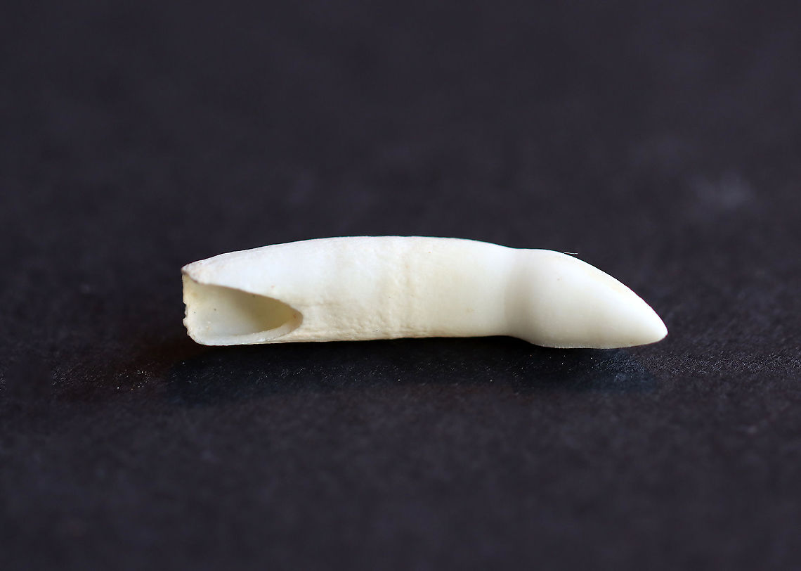 American alligator - Alligator mississippiensis Tooth <br />
American alligators have 74&ndash;80 teeth! Believe or not, alligator farming is a growing industry in the American southeast.<br />
<br />
<br />
**I have a fairly large collection of natural curiosities and decided to share some on JungleDragon. I have been collecting bits of nature for years and also have many friends who have shared things with me. Everything in my collection was ethically collected/harvested/sourced and is cruelty-free. American alligator,Fall,Geotagged,United States,alligator tooth,tooth