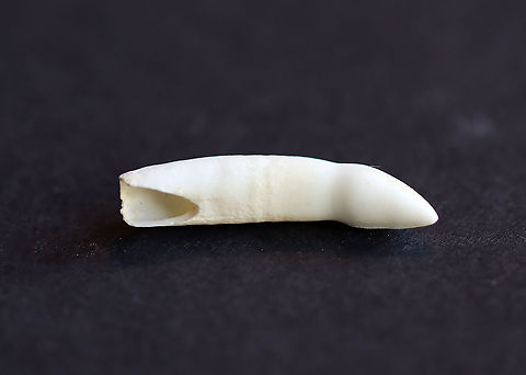 American alligator - Alligator mississippiensis Tooth 
American alligators have 74–80 teeth! Believe or not, alligator farming is a growing industry in the American southeast.


**I have a fairly large collection of natural curiosities and decided to share some on JungleDragon. I have been collecting bits of nature for years and also have many friends who have shared things with me. Everything in my collection was ethically collected/harvested/sourced and is cruelty-free. American alligator,Fall,Geotagged,United States,alligator tooth,tooth