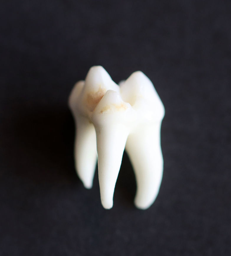 Raccoon Molar - Procyon lotor Raccoons have 40 teeth, which are well adapted for an omnivorous diet. Their teeth are a combination of incisors, canines, molars, and premolars.<br />
<br />
**I have a fairly large collection of natural curiosities and decided to share some on JungleDragon. I have been collecting bits of nature for years and also have many friends who have shared things with me. Everything in my collection was ethically collected/harvested/sourced and is cruelty-free.<br />
<br />
 Fall,Geotagged,Procyon lotor,United States,molar,raccoon,raccoon tooth,tooth