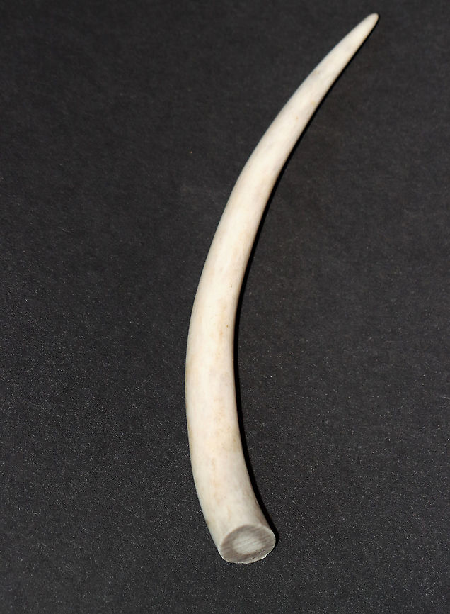 White-tailed Deer Antler Tip - (Odocoileus virginianus) Males shed and regrow their antlers each year. Antlers primarily function as objects of sexual attraction and as weapons in fights between males. The timing of antler-drop varies, with many males shedding their antlers in late December, and most having shed them by early March. Once a deer sheds its antlers, new growth starts immediately.<br />
<br />
**I have a fairly large collection of natural curiosities and decided to share some on JungleDragon. I have been collecting bits of nature for years and also have many friends who have shared things with me. Everything in my collection was ethically collected/harvested/sourced and is cruelty-free. Fall,Geotagged,Odocoileus virginianus,United States,antler,antler tip,deer,deer antler,white-tailed deer