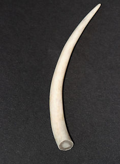 White-tailed Deer Antler Tip - (Odocoileus virginianus) Males shed and regrow their antlers each year. Antlers primarily function as objects of sexual attraction and as weapons in fights between males. The timing of antler-drop varies, with many males shedding their antlers in late December, and most having shed them by early March. Once a deer sheds its antlers, new growth starts immediately.

**I have a fairly large collection of natural curiosities and decided to share some on JungleDragon. I have been collecting bits of nature for years and also have many friends who have shared things with me. Everything in my collection was ethically collected/harvested/sourced and is cruelty-free. Fall,Geotagged,Odocoileus virginianus,United States,antler,antler tip,deer,deer antler,white-tailed deer