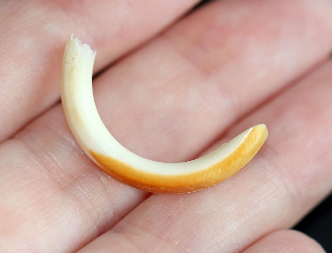 Muskrat Incisor - Ondatra zibethicus The incisors stick out of the mouth, while the other teeth are flat and used for grinding food. Their incisors are orange due to a special layer of enamel on the front of the teeth.<br />
<br />
**I have a fairly large collection of natural curiosities and decided to share some on JungleDragon. I have been collecting bits of nature for years and also have many friends who have shared things with me. Everything in my collection was ethically collected/harvested/sourced and is cruelty-free. Fall,Geotagged,Ondatra zibethicus,United States,incisor,muskrat,muskrat tooth,tooth