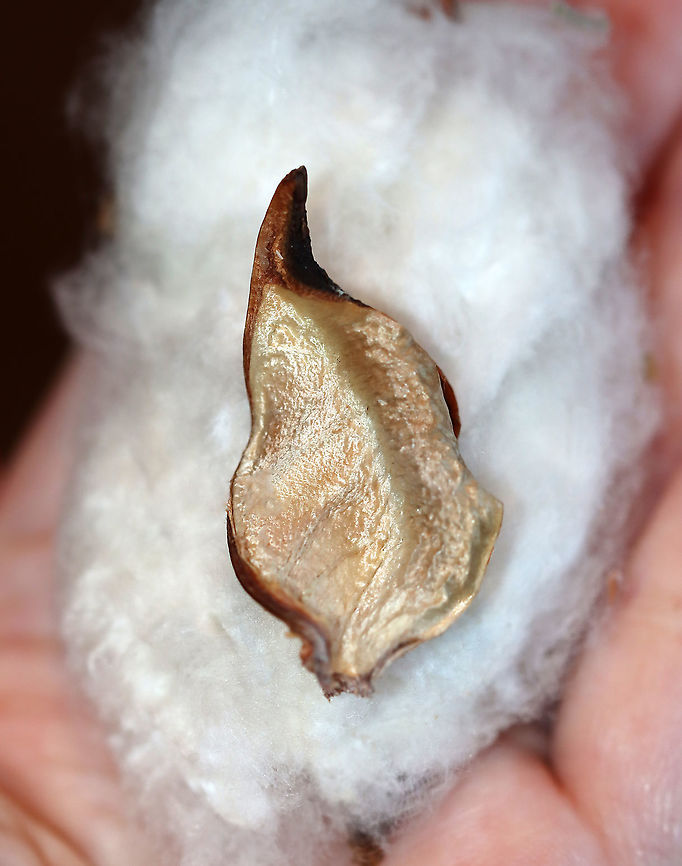Upland Cotton - Gossypium hirsutum This is a fragment of an upland cotton boll.<br />
<br />
Upland cotton is the mostly widely planted type of cotton in the world and the US is the largest exporter.<br />
<br />
**I have a fairly large collection of natural curiosities and decided to share some on JungleDragon. I have been collecting bits of nature for years and also have many friends who have shared things with me. Everything in my collection was ethically collected/harvested/sourced and is cruelty-free. Fall,Geotagged,Gossypium,Gossypium hirsutum,United States,Upland cotton,cotton boll